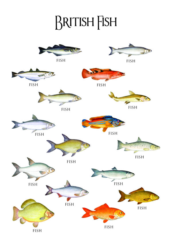 Guide to British Fish