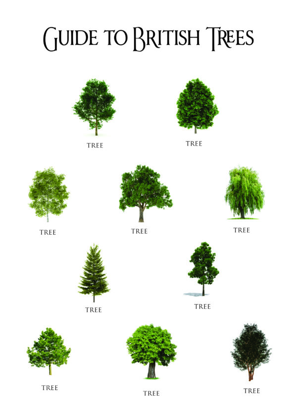Guide to British Trees